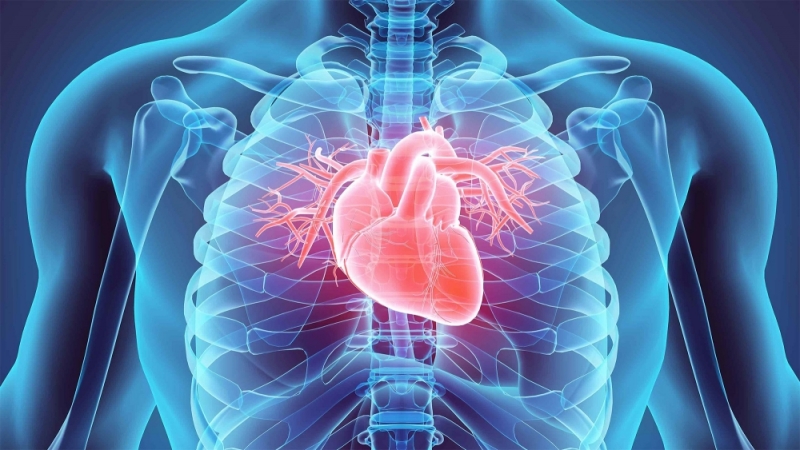 Зүрх, судасны өвчлөл-Нас баралтын гол шалтгаан